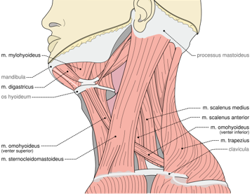 Symptoms-of-chronic-pain-in-crick-in-neck