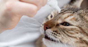 How To Make Eye Drops That Work For Cat Allergies