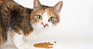 The Best High Protein Low Carb Cat Food on the Market Now