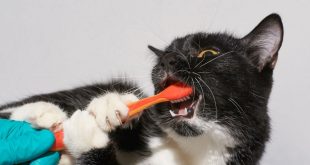 How To Use Cat Toothpaste And Toothbrush Properly