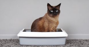 The Ultimate Guide To Choosing The Right Extra Large Sifting Litter Box
