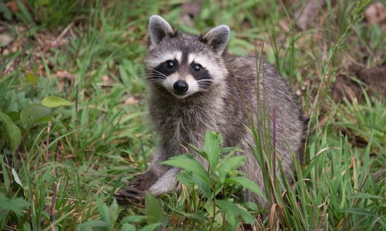 How Much Does Raccoon Brampton Removal Service Cost