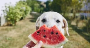 Can Dogs Eat Watermelon Rind