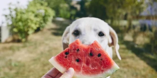 Can Dogs Eat Watermelon Rind