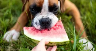 Can Dogs Eat Watermelon Rind