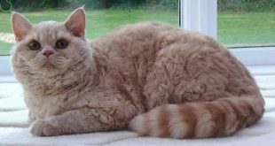big Fluffy Cat Breeds