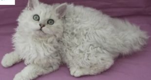 Big Fluffy Cat Breeds
