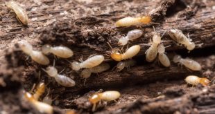 Termite Inspections Tampa
