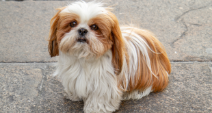 Why Shih Tzus Are the Worst Dogs